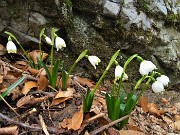 33 Campanelle (Leucojum vernum) anche nella abetaia